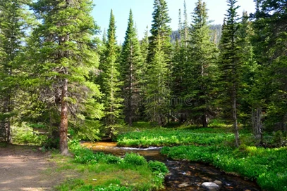 ECVI trees