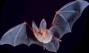 Bats